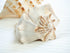 Natural Beige Left Handed Whelk Conch Seashell